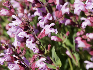Sauge vivace ou sauge des bois (Salvia nemorosa) aux fleurs à grappes terminales élancées rose foncé, feuillage oval, vert et légèrement denté