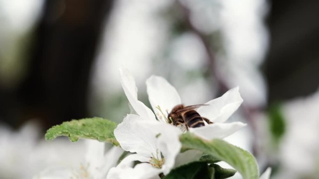A bee pollinates white flowers of an apple tree outdoors. 4k