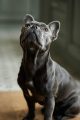 Obraz premium Portrait of a cute black french bulldog