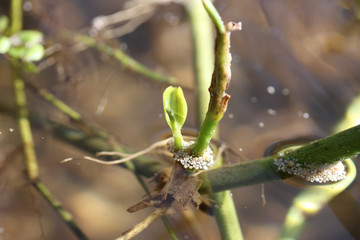 YOUNG LEAF GROWING IN WATER