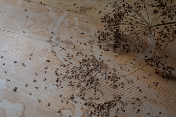 Dill seeds and seed head on an old wood background, culinary and food background, horizontal aspect