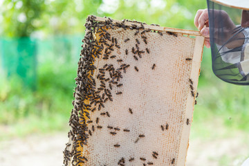 the process of extracting honey from the hive