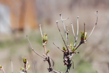 Close up of a currant branch with budding leaves on a spring Sunny day.
