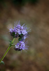 Phacelia Bienenweide Pflanze
