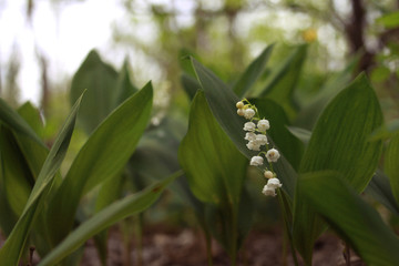 forest flowers, lilies of the valley