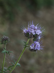 Obraz premium Phacelia Bienenweide Pflanze 