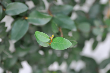 ficus pumila or climbing fig