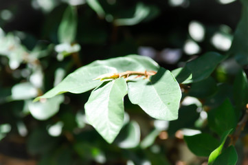ficus pumila or climbing fig
