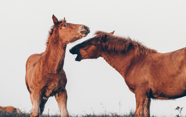 two foals plays at the foggy field