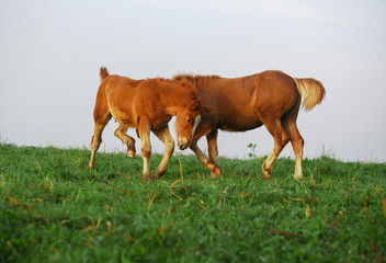 russian heavy draft foals on the meadow