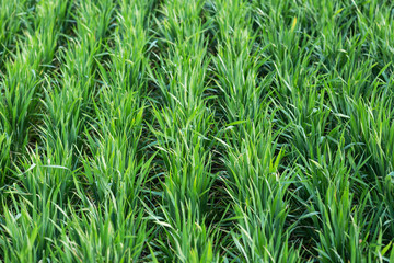 Fototapeta na wymiar wheat field in early spring. first shoots