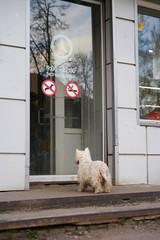 The dog knows the rules