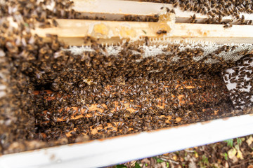 the process of extracting honey from the hive