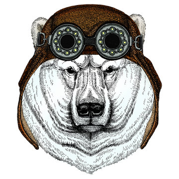 Polar bear portrait. Head of wild animal. Aviator flying leather helmet with googles.