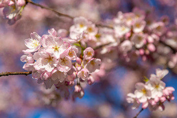 Cherry Blossom Branch