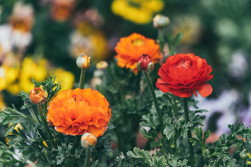 Orange Persian Buttercup or Asiatic buttercup flowers with green leaves in the garden