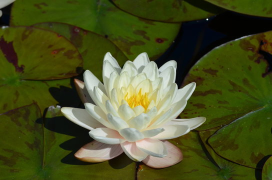Close up of one white water lily flower (Nymphaeaceae) in full bloom on a water surface in a summer garden, beautiful outdoor floral background photographed with soft focus

