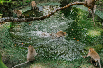 Monkey games in the Park in Ubud. Animals swim and play in the swimming pool in hot weather. Animals in their natural habitat.