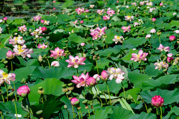 Close up of many delicate pink water lily flower (Nymphaeaceae) in full bloom on a water surface in a summer garden, beautiful outdoor floral background photographed with soft focus

