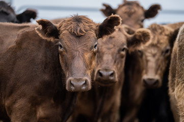  Specked park, Murray Grey and Angus cattle in Australia grazing on grass. in south west Victoria. ...