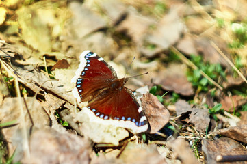 a butterfly with brown wings in its natural environment