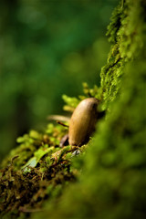 Obraz premium moss on the tree