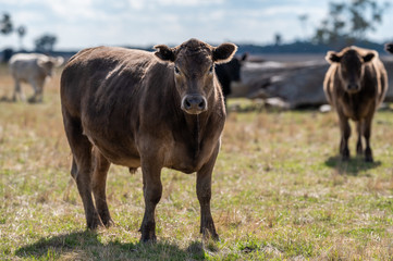  Specked park, Murray Grey and Angus cattle in Australia grazing on grass. in south west Victoria. ...