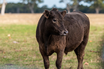  Specked park, Murray Grey and Angus cattle in Australia grazing on grass. in south west Victoria. ...