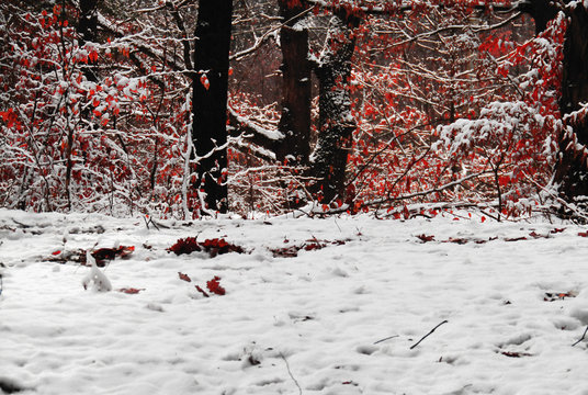 Winter and redd 