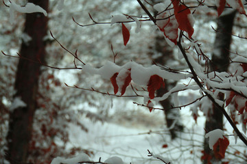 red cardinal in the snow
