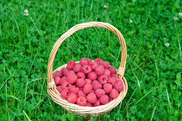 Fototapeta na wymiar Wicker basket on green grass with red raspberries