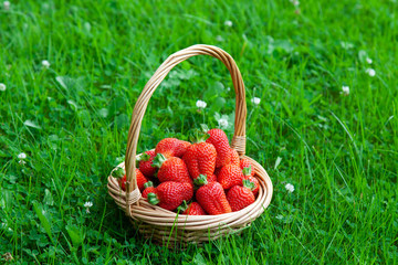 Wicker basket on green grass with red strawberries