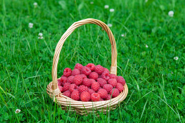 Fototapeta na wymiar Wicker basket on green grass with red raspberries