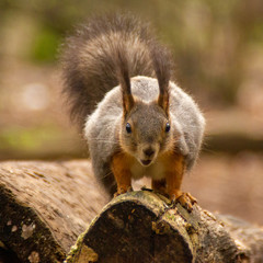 red squirrel is staring at you