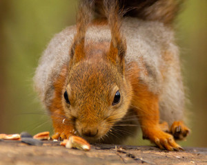 red squirrel is eating nuts