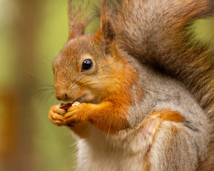 red squirrel is eating a nut