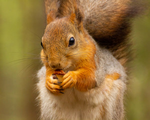 Naklejka na ściany i meble red squirrel is eating a nut