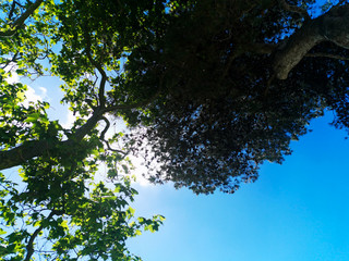 Arbres en contre plongée en face de la Tour Saint-Nicolas