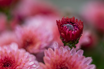 Pink blooming flowers of chrysantemum