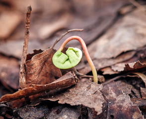 green sprout on the background of old dry leaves. spring. flowering