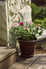 A flowerpot with pink flowers on wooden stairs