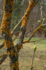 birch tree in spring