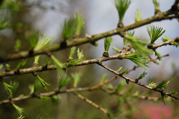 buds of a willow