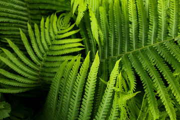 fern leaf in the forest