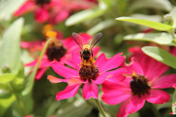 PYINOOLWIN/MYANMAR - 27th Aug, 2019 : Beautiful Garden at Pyin Oo Lwin, Myanmar.
