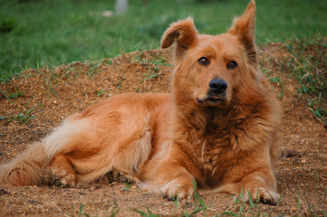 portrait of a dog