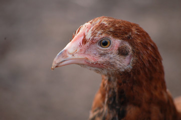 close up of a female turkey