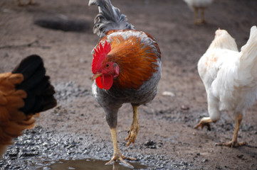 cock