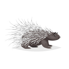 Cute cartoon porcupine. North America wild animal. Vector drawing for kid and child books. Isolated on white background.