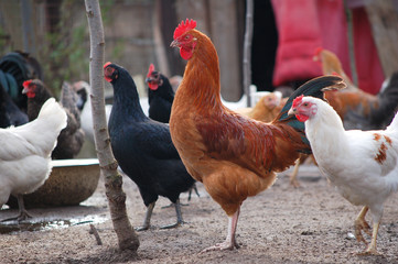rooster and hen